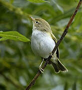 Western Bonelli's Warbler