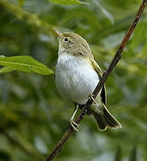 Pouillot de Bonelli