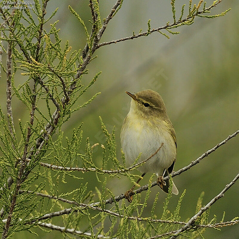 Pouillot fitisadulte, identification