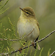 Willow Warbler