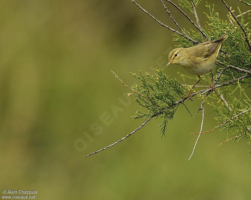 Willow Warbleradult, identification, Behaviour