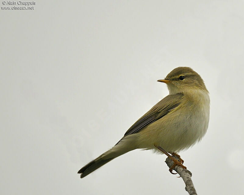 Pouillot fitisadulte, identification, Comportement