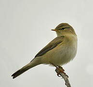 Willow Warbler