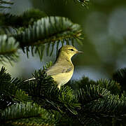 Willow Warbler