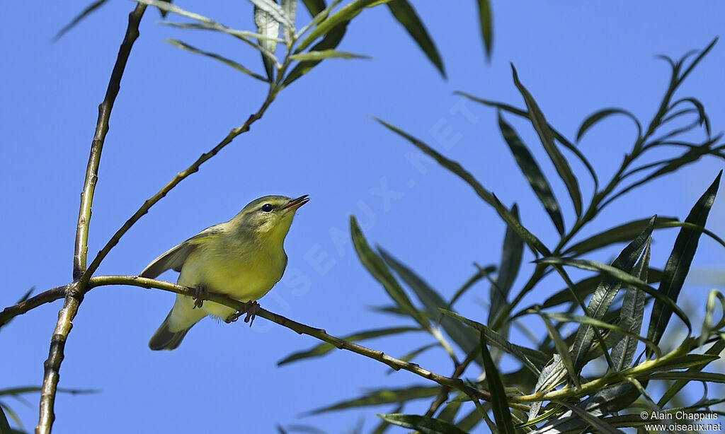 Willow Warbleradult, identification, Flight, Behaviour