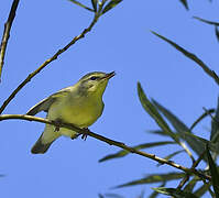 Willow Warbler