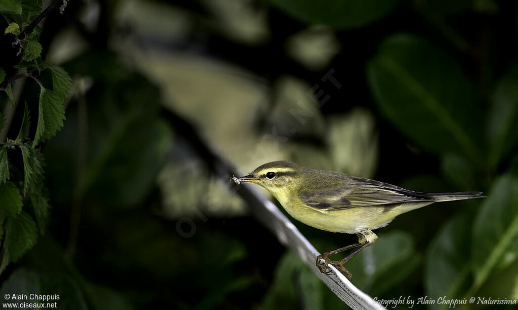 Willow Warbler, identification, close-up portrait, eats