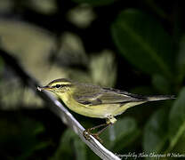 Willow Warbler