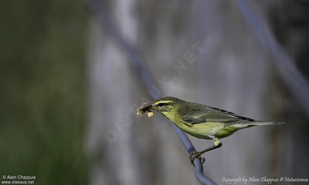 Pouillot fitis, identification, portrait, régime, mange