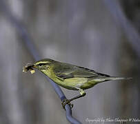 Willow Warbler