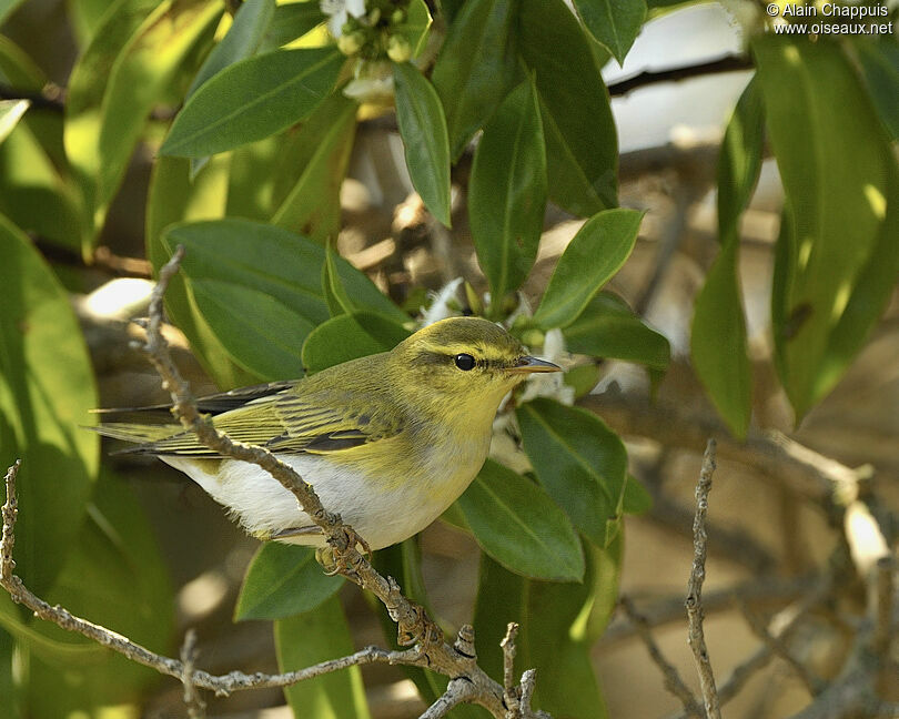 Wood Warbleradult breeding, identification, Behaviour