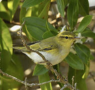 Wood Warbler