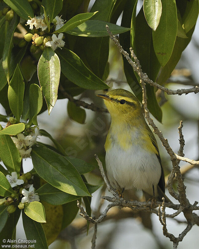 Pouillot siffleuradulte nuptial, identification, Comportement