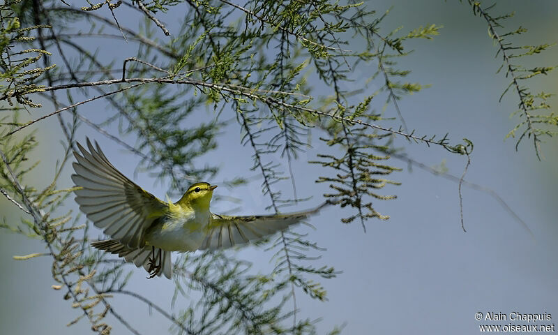 Wood Warbleradult, identification, Flight, Behaviour