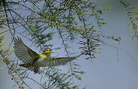 Wood Warbler