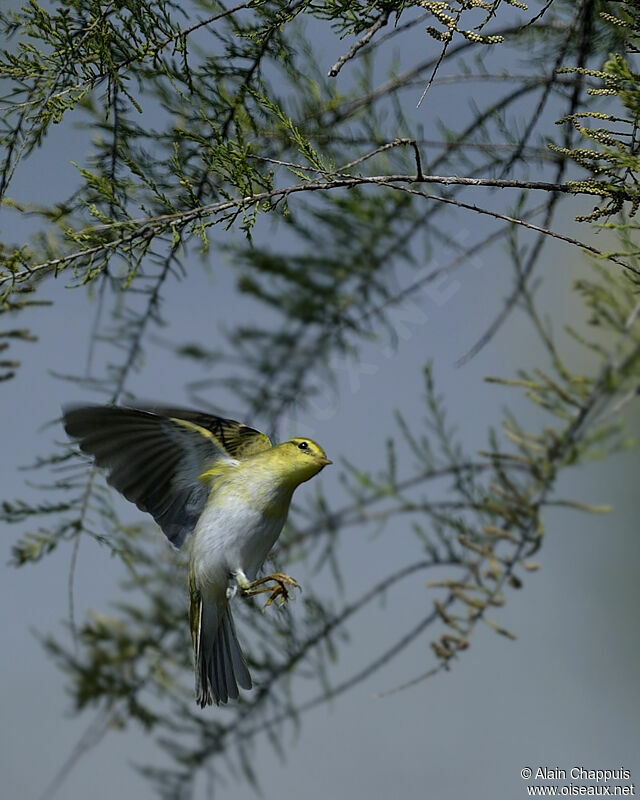 Pouillot siffleur, identification, Vol, Comportement