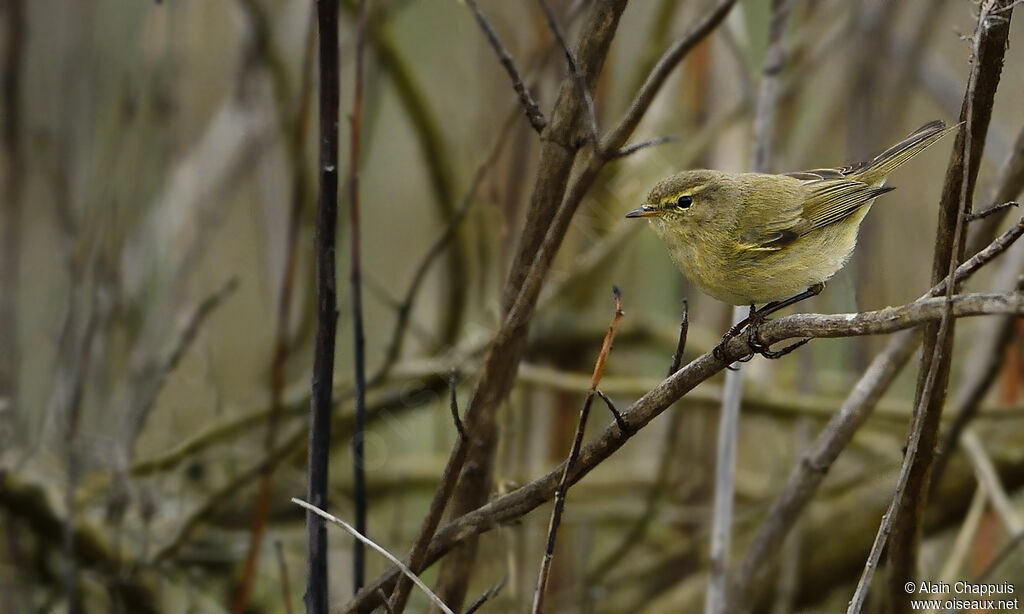 Common Chiffchaffadult, identification, Behaviour