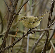 Common Chiffchaff