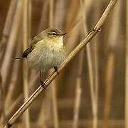 Common Chiffchaff