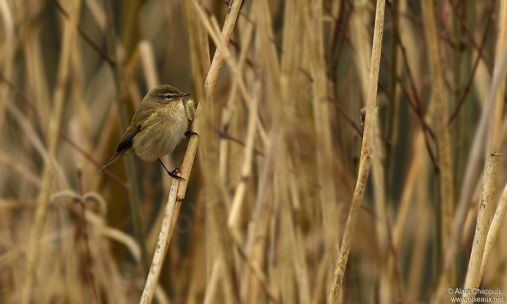 Common Chiffchaffadult, identification, Behaviour