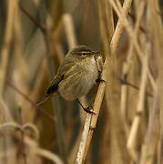 Common Chiffchaff