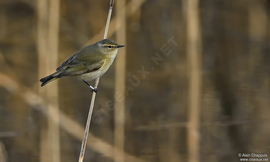 Common Chiffchaff