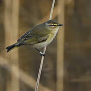 Common Chiffchaff