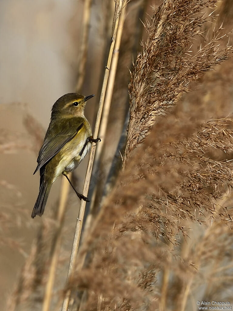 Common Chiffchaffadult, identification, eats