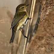 Common Chiffchaff