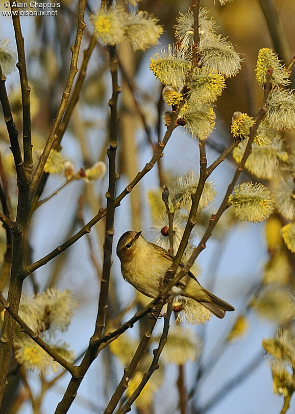 Pouillot véloce mâle adulte, identification, chant, Comportement