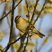 Common Chiffchaff