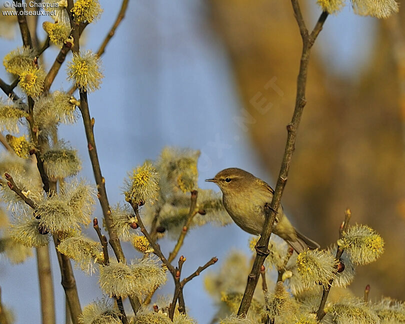 Common Chiffchaff male adult, identification, song, Behaviour