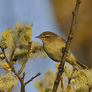 Common Chiffchaff