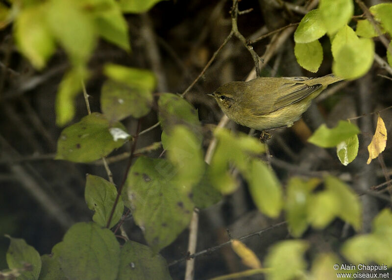 Pouillot véloceadulte, identification, Comportement