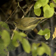 Common Chiffchaff