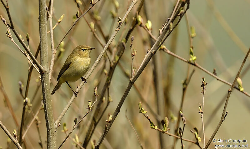 Common Chiffchaffadult, identification, Behaviour