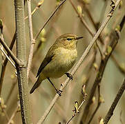 Common Chiffchaff