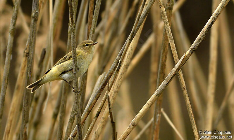 Pouillot véloceadulte, identification, Comportement