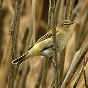 Common Chiffchaff