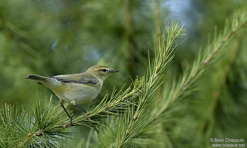 Common Chiffchaff