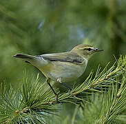 Common Chiffchaff