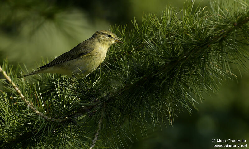 Common Chiffchaffadult, identification, Behaviour