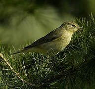 Common Chiffchaff