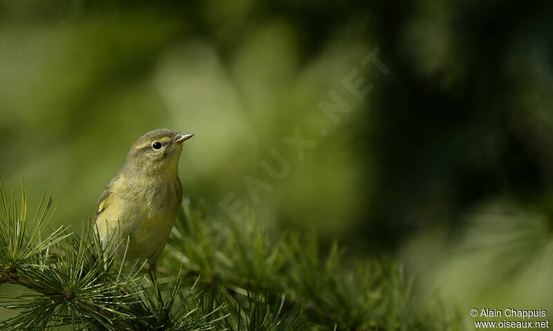 Common Chiffchaffadult, identification, Behaviour