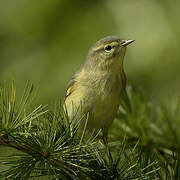 Common Chiffchaff