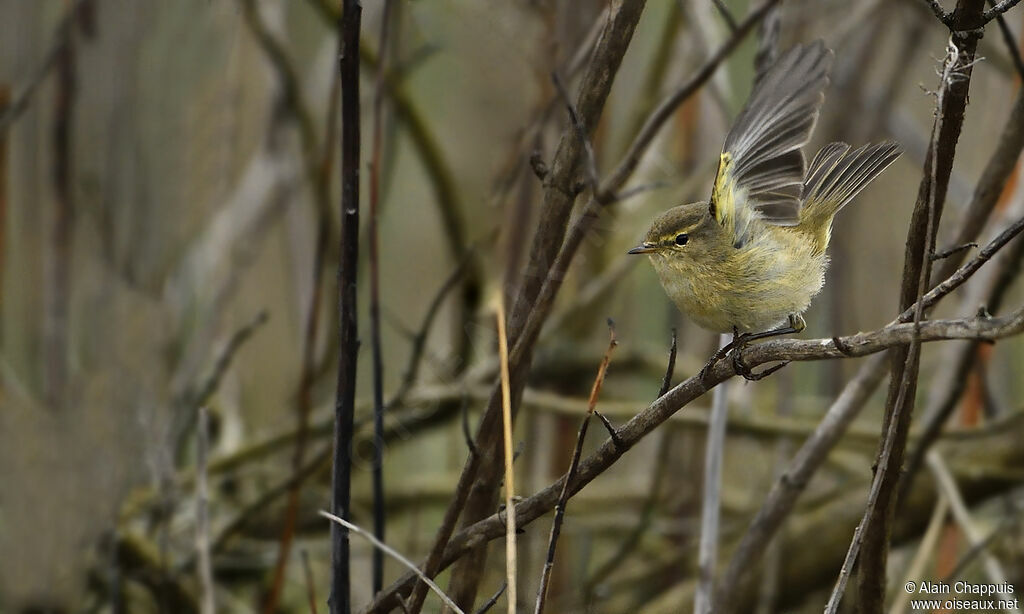 Common Chiffchaffadult, identification, Flight, Behaviour