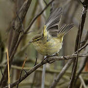 Common Chiffchaff