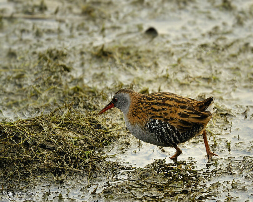 Râle d'eauadulte, identification, Comportement