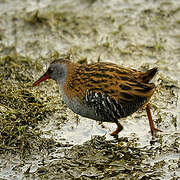 Water Rail