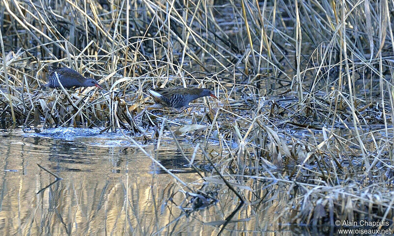 Râle d'eauadulte, identification, Comportement